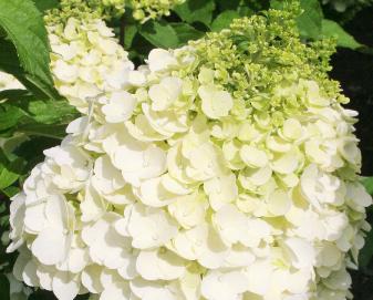 HydrangeaMontBlanc5