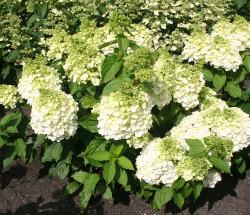 HydrangeaMontBlanc2