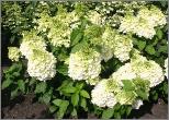 HydrangeaMontBlanc2