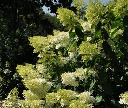 HydrangeapaniculataPhantomglobalpicaugustVNN