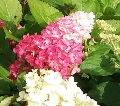 HydrangeapaniculataFraiseMelbaseptember