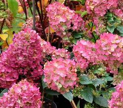 HydrangeapaniculataSundaeFraise2