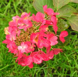 HydrangeapaniculataDiamantRougeroodkleuring