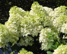 HydrangeapaniculataBobovn