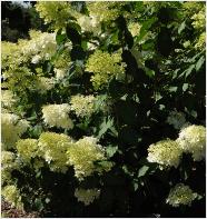 HydrangeapaniculataPhantomglobalpicaugustVNN2