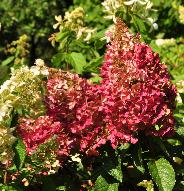 HydrangeapaniculataPinkyWinkyrodeherfstkleurenvn