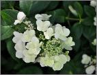 HydrangeapaniculataDARTSLITTLEDOT