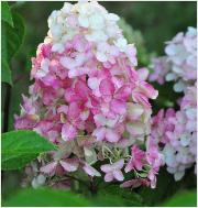 HydrangeapaniculataFraiseMelbabloeirozevn