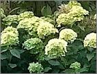HydrangeapaniculataLittleLimeenPhantom