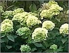 HydrangeapaniculataDiamantinoflower