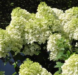 HydrangeapaniculataBobovn