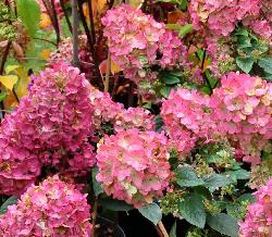 HydrangeapaniculataSundaeFraise2