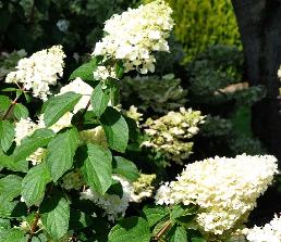 HydrangeapaniculataSilverDollar15sept