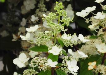 HydrangeapaniculataTardiva