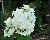 HydrangeapaniculataAmmarinvn