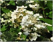 HydrangeapaniculataEarlySensation