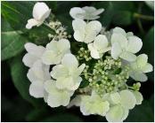 HydrangeapaniculataDARTSLITTLEDOT