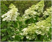 HydrangeapaniculataPinkDiamondhabitusbloemenvn