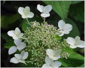 HydrangeapaniculataLastPostCloseupbloembeginJuli