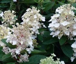 HydrangeapaniculataBabyLaceLr