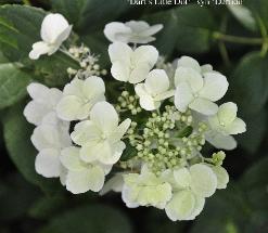 HydrangeapaniculataDartslittleDot