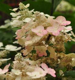 HydrangeapaniculataEarlySensationbijenvriendelijkvn