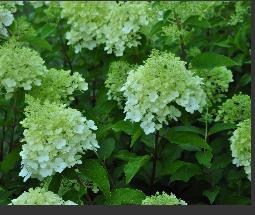 HydrangeapaniculataPolarBearcloseupyoungFlowers