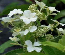 HydrangeapaniculataLevanabloem