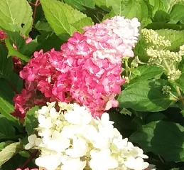 HydrangeapaniculataFraiseMelbaseptember