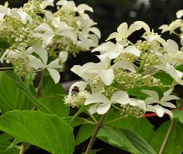 HydrangeapaniculataGreatStarsynVasterivalbijenvriendelijkLRvnn