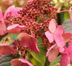 HydrangeapaniculataWimsRedredcolour