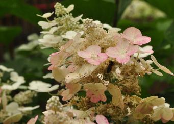 HydrangeapaniculataEarlySensationbijenvriendelijkvn