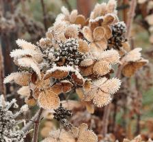 Hydrangea paniculata 'Early Sensation' winterzicht closeup