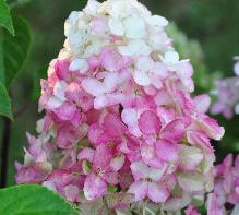 HydrangeapaniculataFraiseMelbabloeirozevn