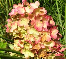 HydrangeapaniculataWhiteDiamondsflower