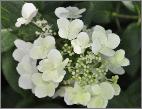 HydrangeapaniculataDartslittleDot