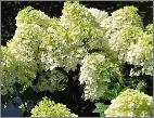 HydrangeapaniculataBobovn