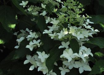 HydrangeapaniculataDegudoVN