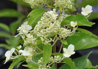 HydrangeapaniculataLevana2