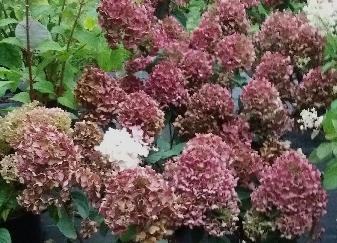 HydrangeapaniculataWhiteDiamondsherfstverkleuring