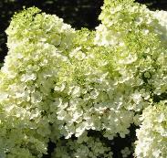 HydrangeapaniculataBobovn