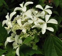 HydrangeapaniculataVasterivalsynGreatStar