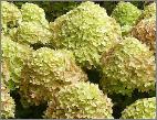 HydrangeapaniculataLittleLimesynJane5