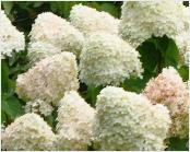 HydrangeapaniculataLimelightinborder