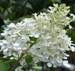 HydrangeapaniculatKyushujuli