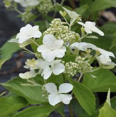 HydrangeapaniculataLevana3