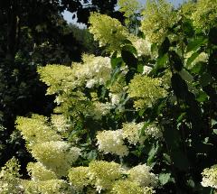 HydrangeapaniculataPhantomglobalpicaugustVNN