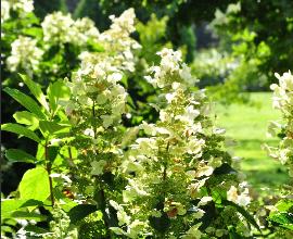 HydrangeapaniculataTardiva