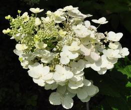 HydrangeapaniculataUniquecloseup2