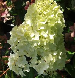 HydrangeapaniculataDiamantinoBloem